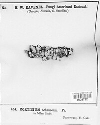 Conferticium ochraceum image